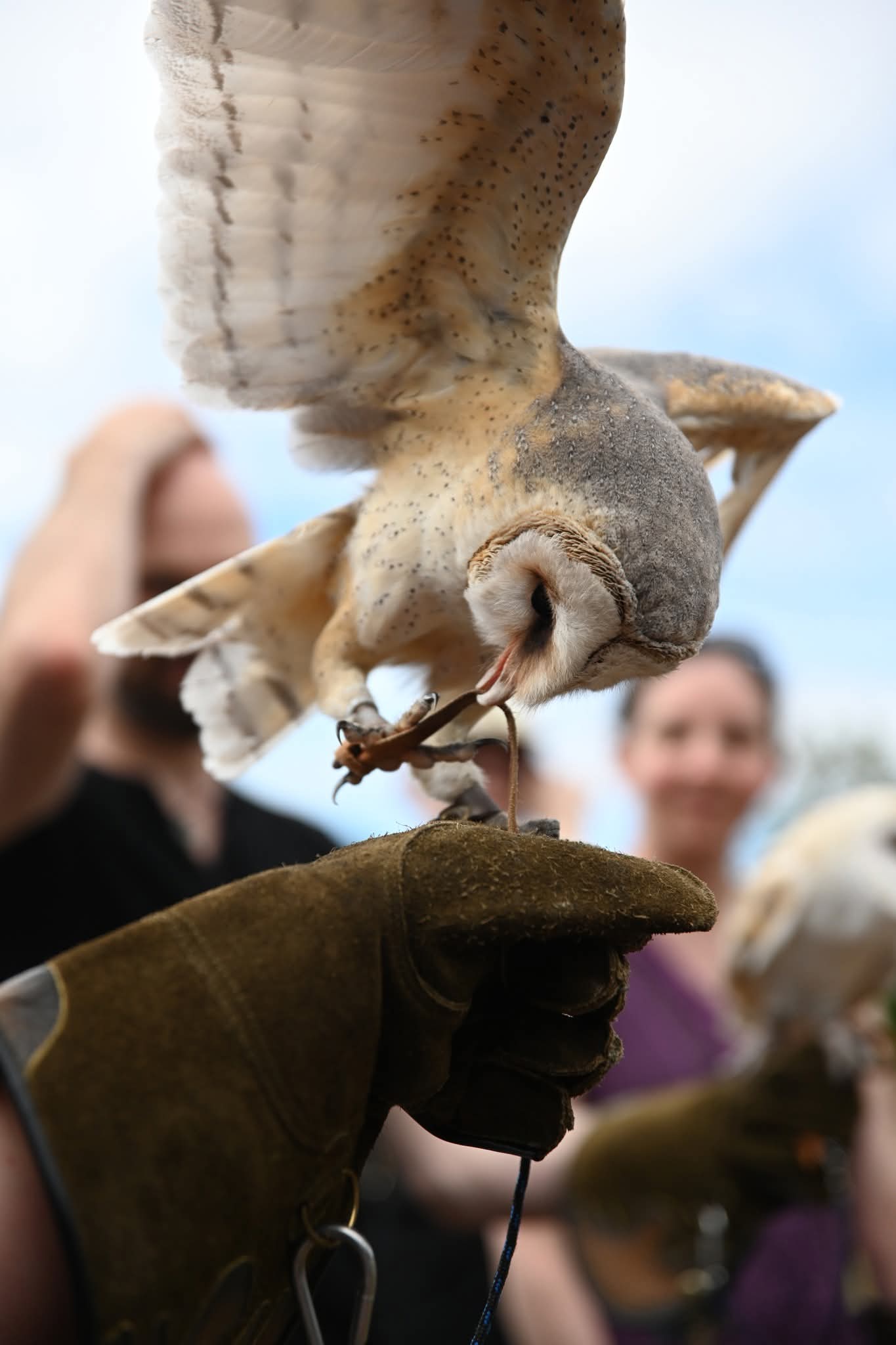 Owl on a Glove